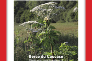 article_berce_caucase