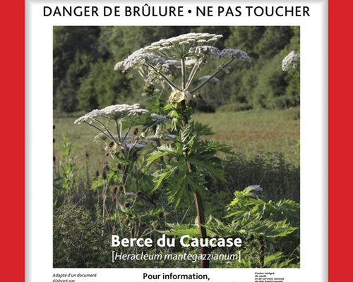 article_berce_caucase